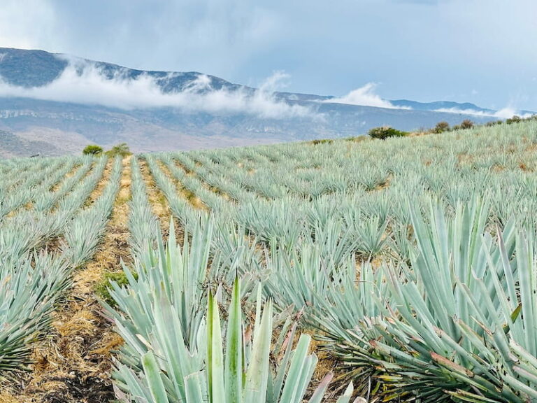 Oaxaca Mezcal Agave Plants