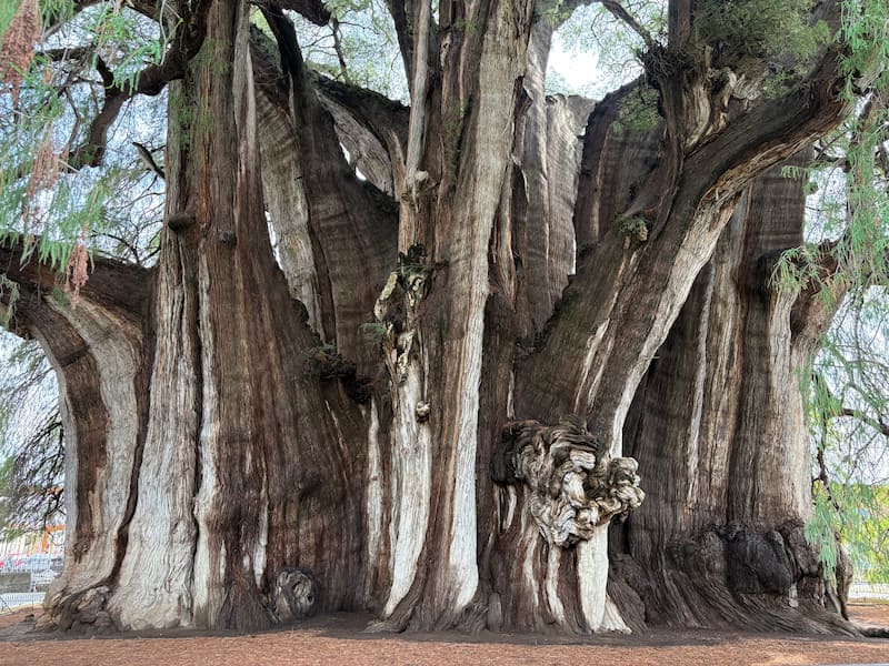 El Tule Tree Oaxaca
