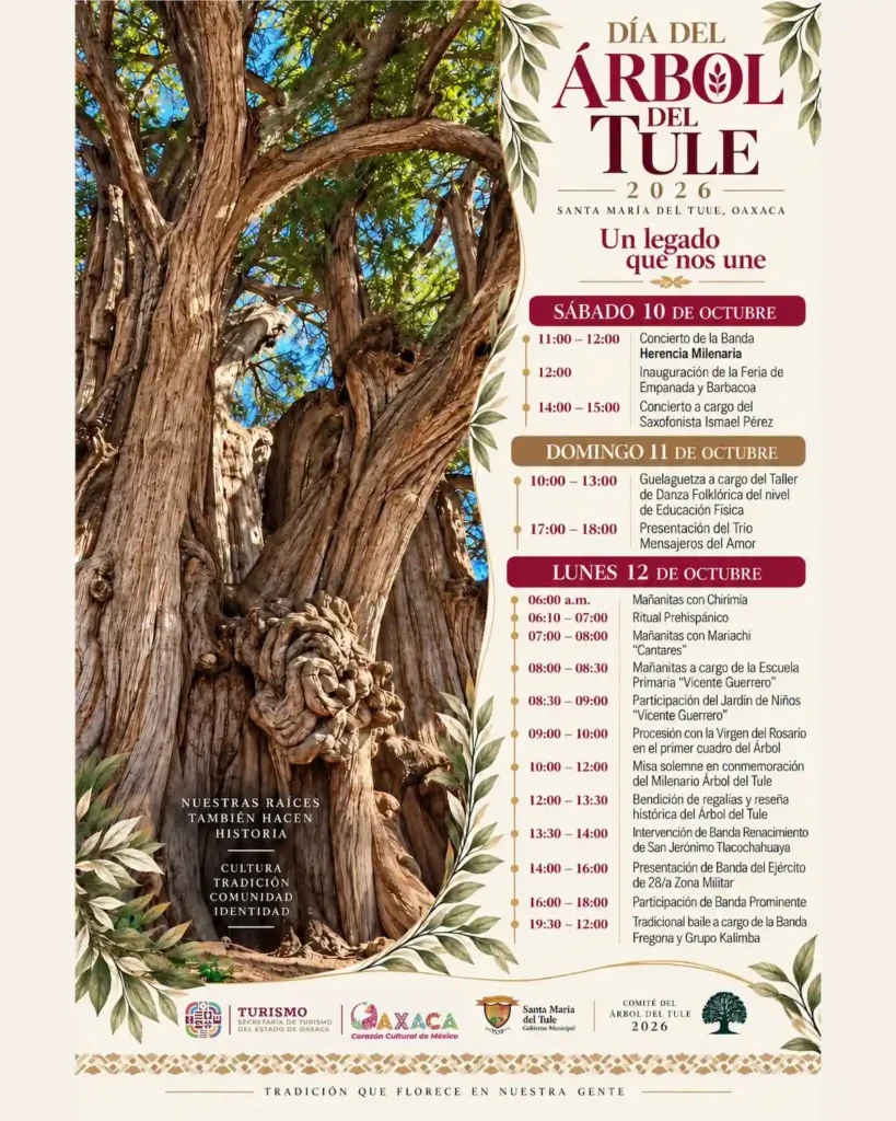 The day of El Tule tree where you can touch the tree